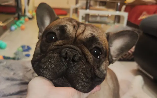 Operace očí a endoskopie pro buldočka Edu