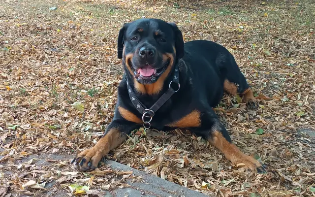 Pomozte mi udržet Vivien zdravou