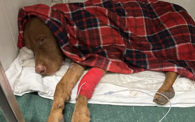 Pomozte nám zachránit Charlieho