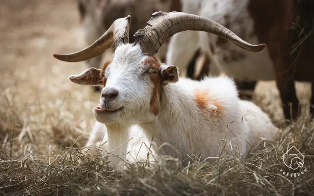 Pomůžete nám naplnit bříška hospodářským zvířátkům