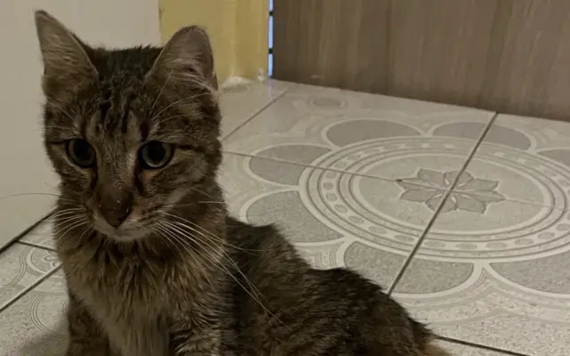 Kocour Riky potřebuje operaci