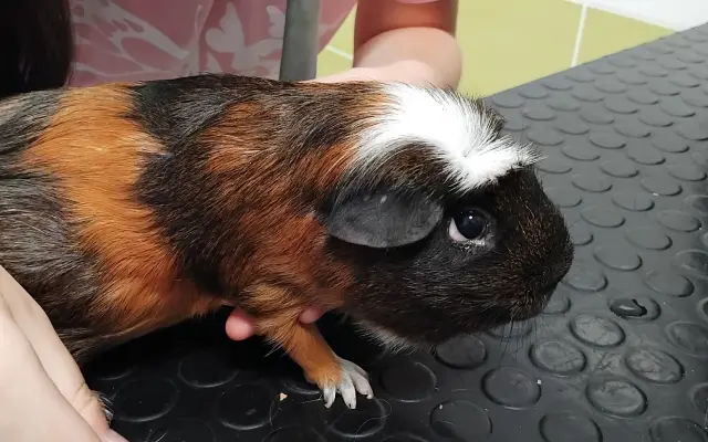 Pomozte Lexíkovi zachránit zoubky, bez operace nepřežije