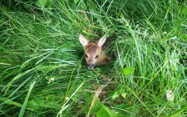 🦌 Zachraňme srnčata v Bráně Beskyd   Frýdlant nad Ostravicí - Pstruží