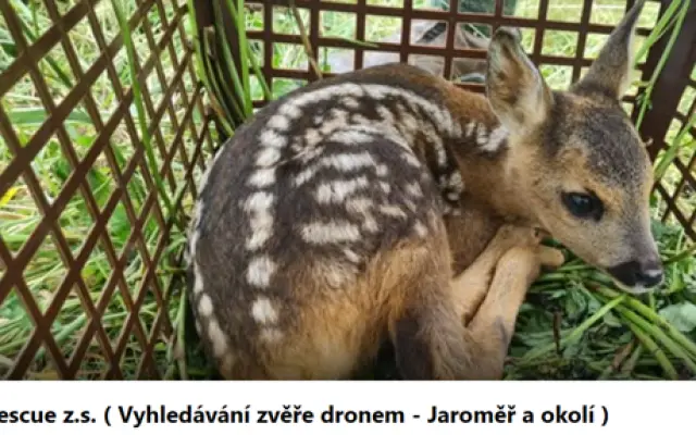 Šance pro mláďata divoce žijící zvěře