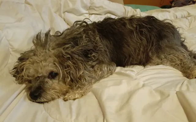 Léky a operace pro Šmudlu