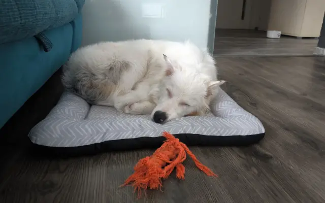 Podpořte vybudování centra, aby i slepí a hluší pejsci našli bezpečný domov