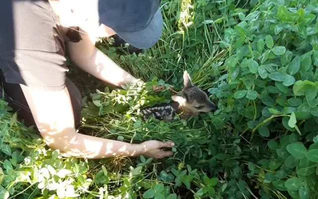 Pomozte nám zachránit srnčata a ostatní zvěř před posekaním sekačkou.