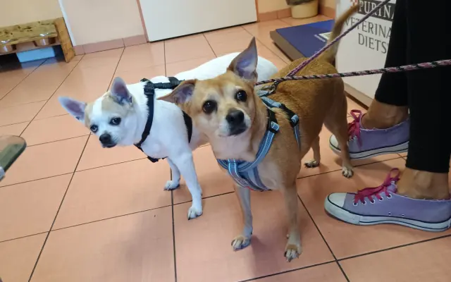Operace a péče pro Cookie a Lilly