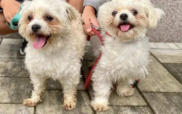 🩺 Operace pro Roxinku – šance na život bez bolesti