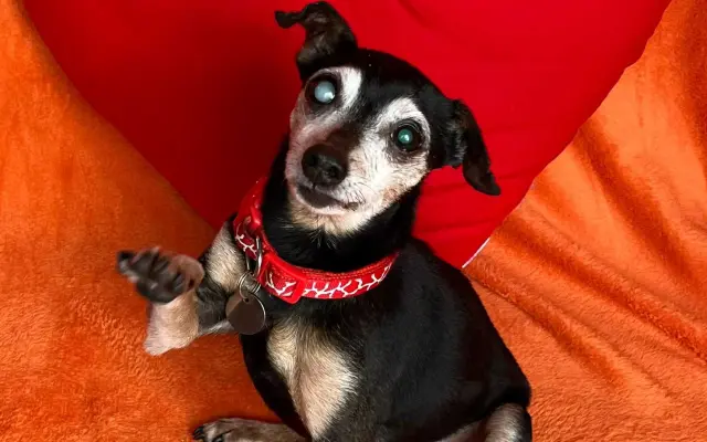 Pomoc opuštěným psím stařečkům