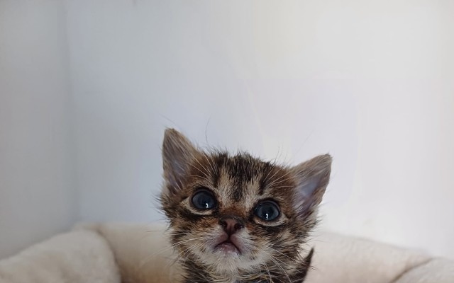 Očkování pro nová koťátka - Kočky u Katky