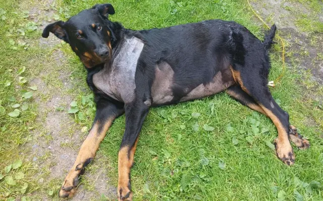 Mladou fenku srazil vlak, pomožme jí k pohybu rehabilitací.