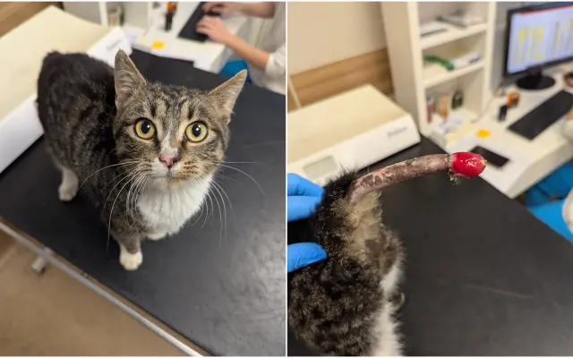 Kocourek Kryštůfek málem zůstal bez pomoci, pomozme mu bojovat!