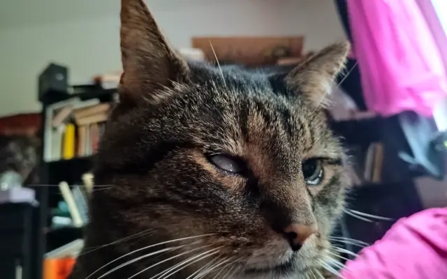 Lívanec a Dobrota potřebují léky