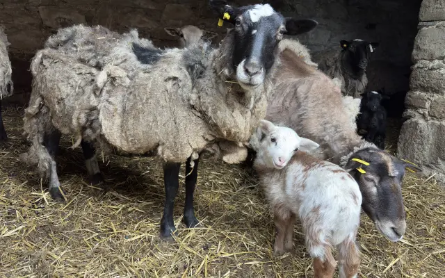 Dejte druhou šanci pro ovčí stádo