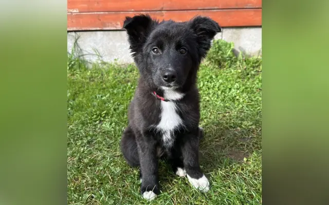 Pomoc pro malinkou Meggie