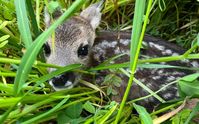Záchrana srnčat při senoseči