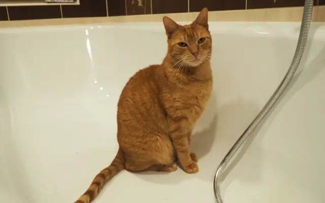 Druhá šance pro kocoura Joeyho