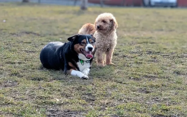 Pomoc s náklady na léčbu a rehabilitaci pro Aishu