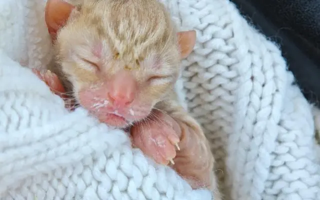 ZACHRAŇME KOŤÁTKA PŘED ZIMOU!