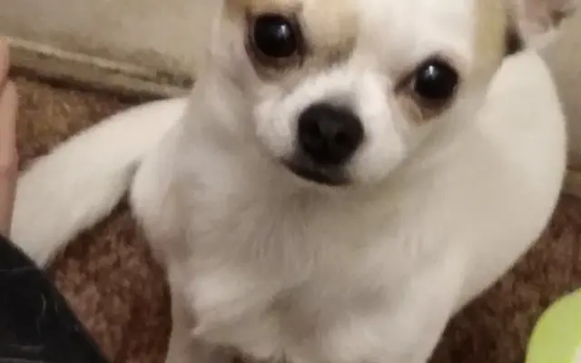 Pomoc na veterinární péči a léčbu po úrazu