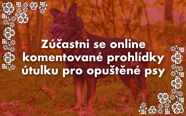 Zúčastni se online komentované prohlídky útulku pro opuštěné psy