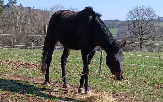 Operace pro Nitise - šance k jeho plnému uzdravení