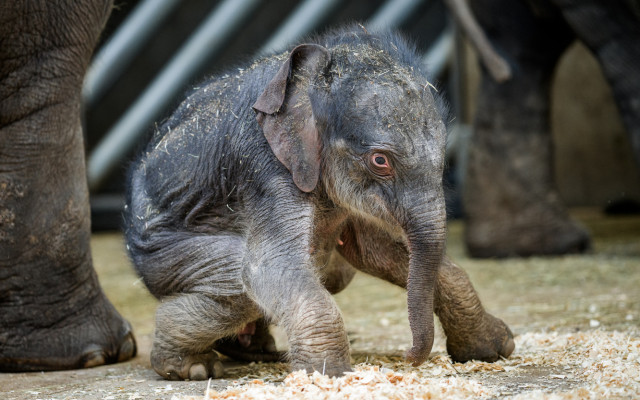 Podpořte slůně, které se narodilo v Zoo Praha v době karantény