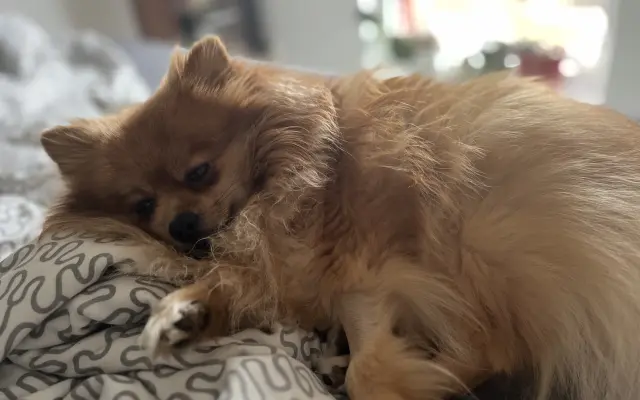 Pomoc pro Chipa, aby mohl opět vesele běhat