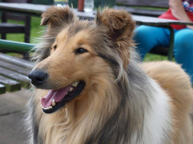 Azylu Destiny Pet dochází peníze na krmivo
