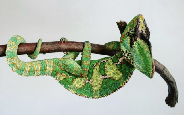 Fotografování s autorovým chameleonem jménem NELSON