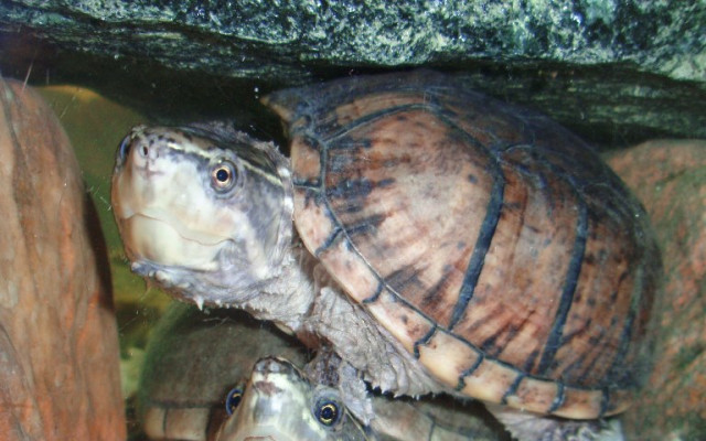 Krmení vodních želv (s Elsou)