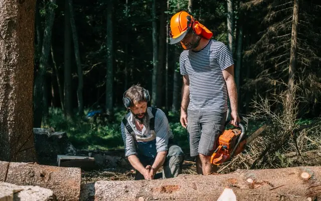 Mistrovský trénink kácení mocných smrků