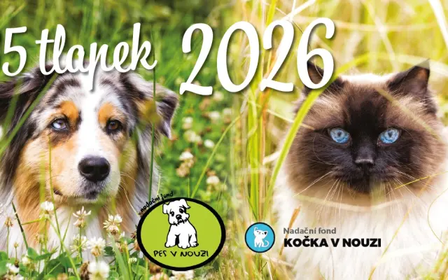 Sada 5 ks stolních kalendářů - doručení Českou poštou