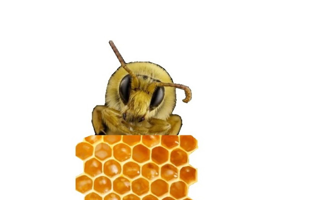 🍯 Květový/lesní med