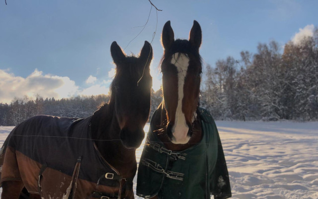 Fotografování s naším koněm podle svého výběru a sympatií
