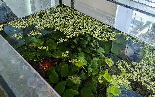 Duckweed dárkový set