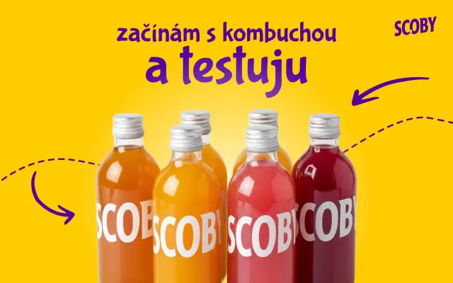 Začínám s kombuchou a testuju