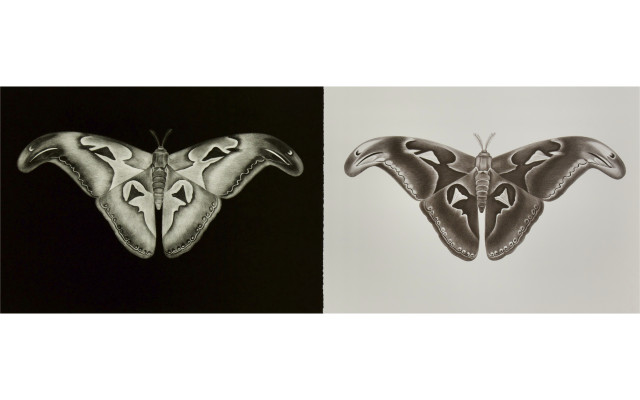9 000 Kč – grafický list Petra Nikla „Hadí motýl“, litografie, 70x100