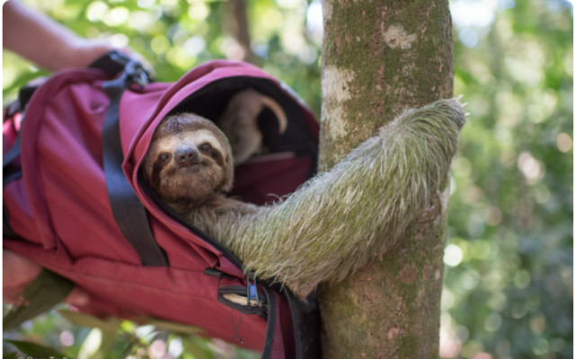 Podpoř lenochody v Kostarice