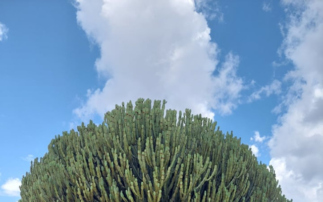 Mti mkubwa - Váš strom v Africe