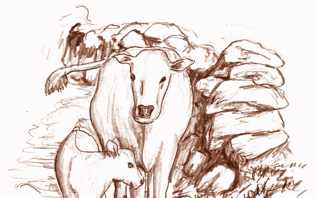 Patron knižních ilustrací - setkání s krávou a telátkem
