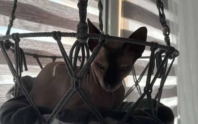 1x závěsný pelíšek pro kočičku