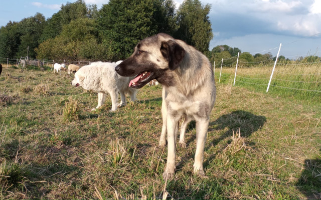 Využití pasteveckých psů při ochraně stád