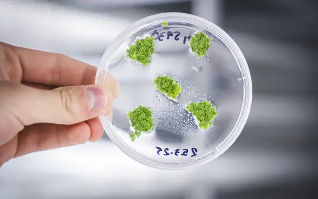 Chcete duckweed? Ať se líbí!