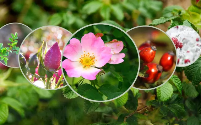 Osobní workshop CYKLY A PROMĚNY V ŽIVOTĚ ŽENY