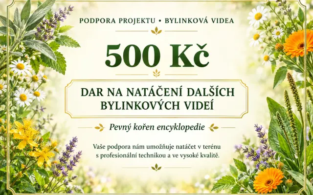 500 Kč - pevný kořen encyklopedie