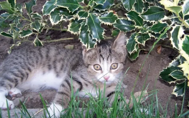 KNIHA Modřanský Mikeš