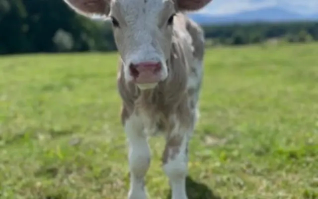 Staňte se patronem našeho telátka 🐄
