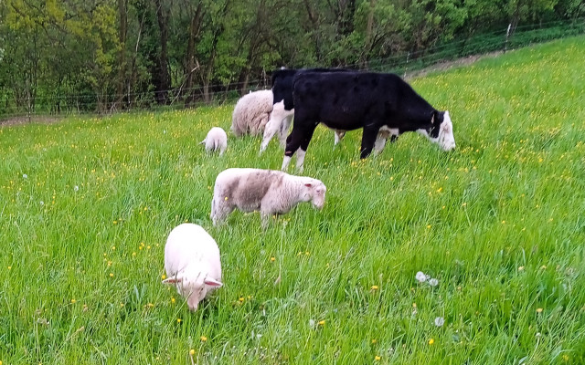 Nakrm ovečku na farmě